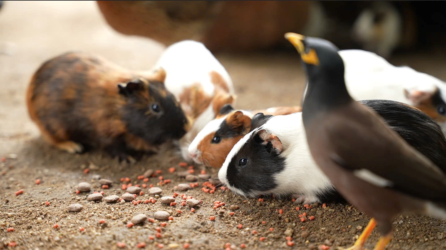 Vườn Động Vật